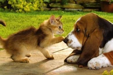 Gallery For   Wallpapers Kittens Puppies