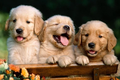 Golden Retriever Puppy And Kitten   Wallpaper.