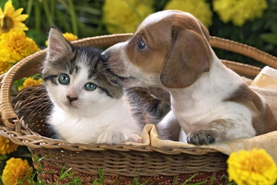 A Puppy And A Kitten Lying In The Basket Wallpapers 29649