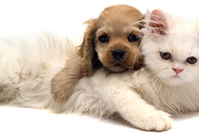 Tampa Veterinary Hospital Veterinarian Tampa