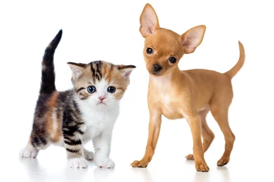 Dogs Cats Two Kitten Puppy Chihuahua Animals Baby Wallpapers ...