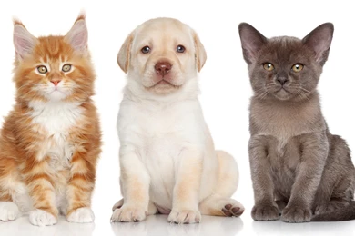 Burmese Labrador Retriever Maine Coon Kitten Puppy Dog Cat ...