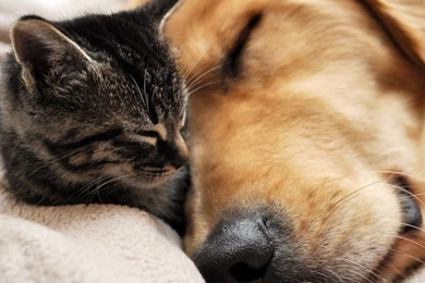 Cats: Sweet Love Sleep Cat Dog Animal Feline Shepherd Puppy Kitten ...