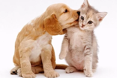 Dogs: Annie Puppy Friendship Kitten Wallpapers HD For HD 16:9 High ...