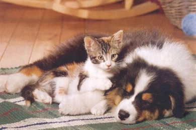 Puppy Kitten Kitties Puppies Cats Wallpapers Pictures HD ~ Cats For ...