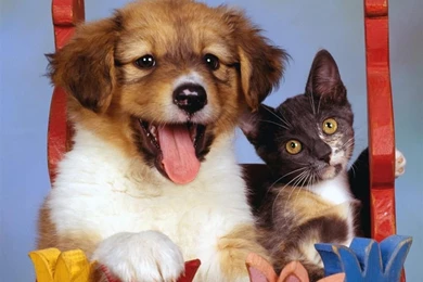 Desktop Wallpapers » Animals Backgrounds » Pretty Puppy And Calico ...