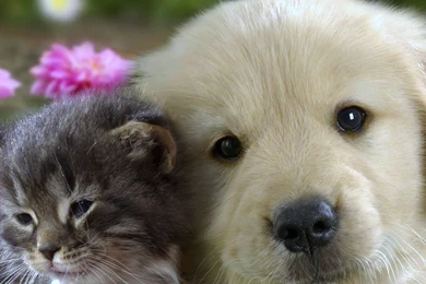 Download Wallpapers 3840x1200 Puppy, Kitten, Flowers, Grass, Muzzle ...