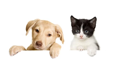 Dogs Cats Puppy Kitten Baby Wallpapers