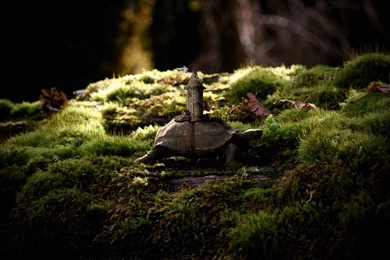 Turtles Wallpapers [2]   (