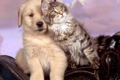 Cats: Pet Love Animal Cat Puppy Kitten Dog Cats Animals Dogs ...