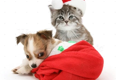 Christmas Puppies Wallpapers