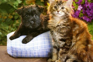 Longhair Tabby Kitten And Longhair Terrier Puppy   Free Animals ...