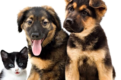 Dogs: Puppies Kitten Tongue White Cat Pink Dog Cute Animal Puppy ...