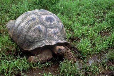 Turtle Wallpapers   Turtles Wallpapers (10957560)   Fanpop