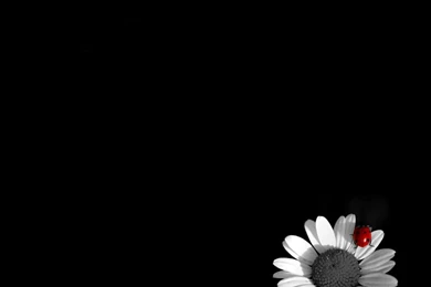 White Camomile On Black Backgrounds Black And White Wallpapers Black Art