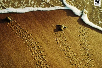 Turtle   Turtles Wallpapers (31450312)   Fanpop