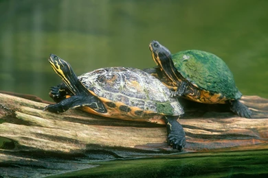 Free Wallpapers Log Jumping Peninsula Cooter Turtles