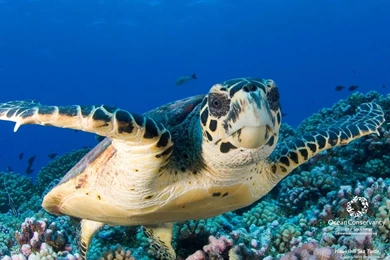 Turtle   Turtles Wallpapers (31450288)   Fanpop