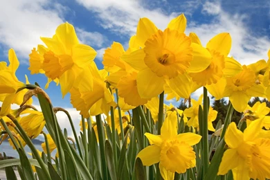Sunny Daffodils Wallpapers