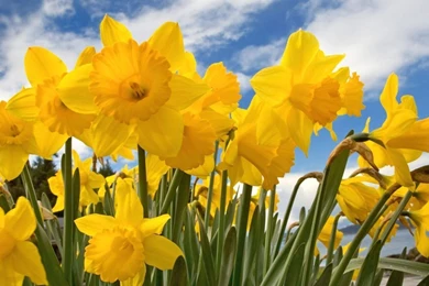 Gallery For   Daffodils Wallpapers