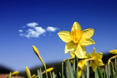 Gallery For   Daffodil Wallpapers For Desktop