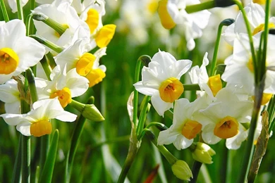 Daffodils Flowers Images And Wallpapers Download