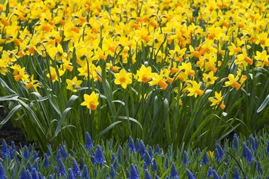 Gallery For   Daffodils Wallpapers