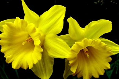 Daffodils Wallpapers   Flower Wallpapers