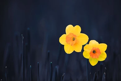 Daffodils Flowers Wallpapers   HD Wallpaper Backgrounds Of Your ...