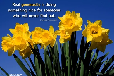 Daffodils Wallpapers   42252