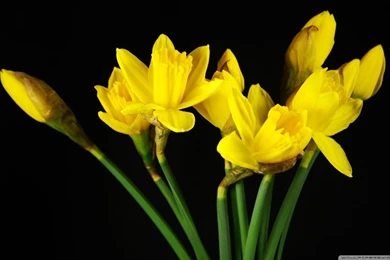 Daffodils HD Desktop Wallpapers : High Definition : Mobile