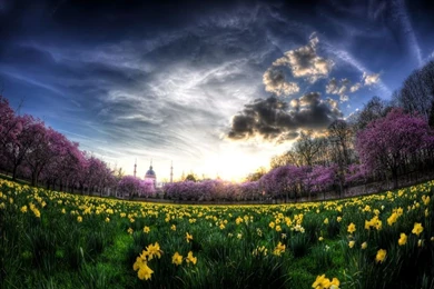 Daffodils Wallpapers