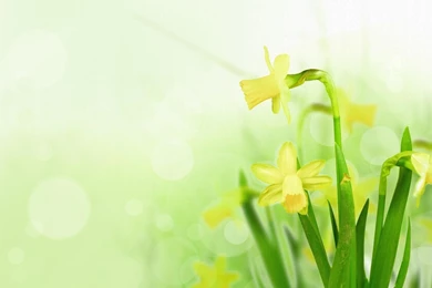 Daffodil Wallpapers >> Backgrounds With Quality HD