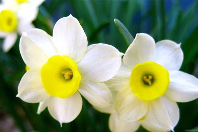 Download 1600x900 A Perfect Pair Of Daffodils Wallpapers