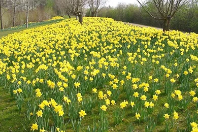 Daffodil Wallpapers   Crazy Frankenstein