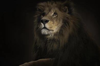 Lion HD Backgrounds Wallpapers 1969   HD Wallpapers Site