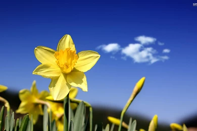 Beautiful Grayscale Wallpapers