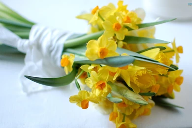 Daffodils Wallpapers   Flower Wallpapers