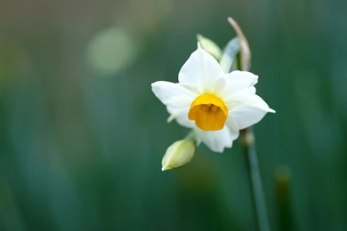 Gallery For   Daffodil Flower Wallpapers