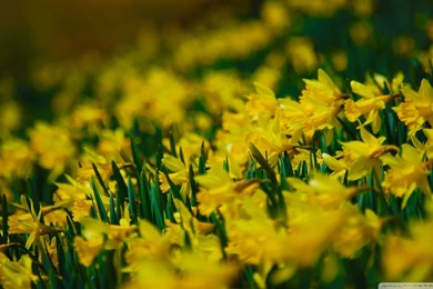 Gallery For   Daffodils Wallpapers