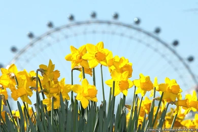 Spring In London Wallpapers   Crazy Frankenstein