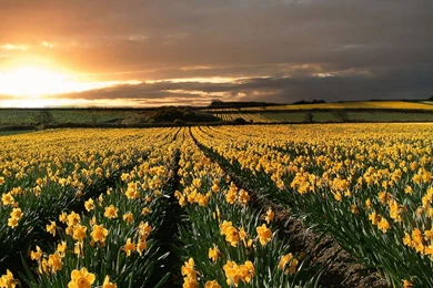 Field Of Daffodils Wallpapers