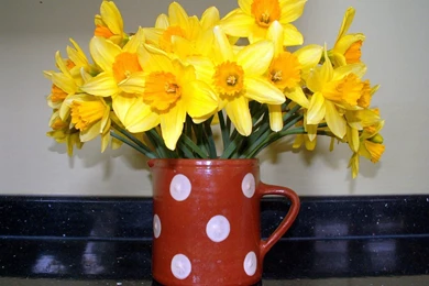 SUNSHINE DAFFODILS WALLPAPER   (