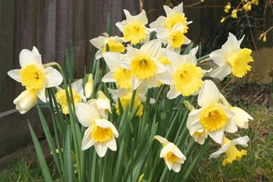 1024x768 Spring Daffodils Desktop PC And Mac Wallpapers