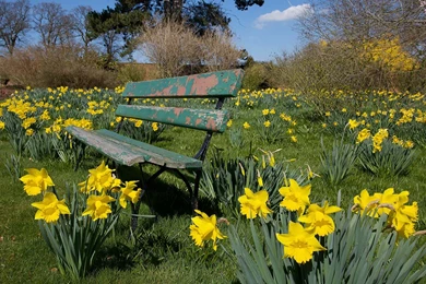 Gallery For   Daffodil Wallpapers Vista