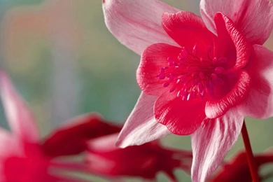 Pink Daffodil Wallpapers   Flower Wallpapers