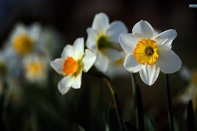 Daffodil Wallpapers   Flower Wallpapers