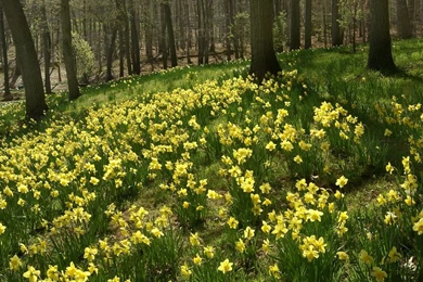 Wallpapers Daffodils Flowers Image