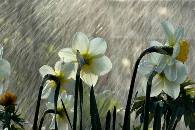 Wet Daffodils Wallpapers   Flower Wallpapers