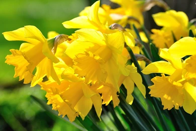 Daffodils Wallpapers   Flower Wallpapers